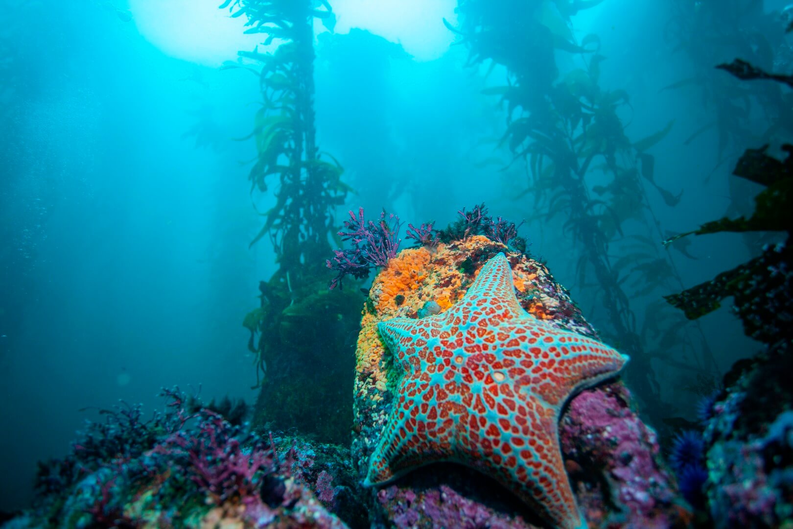 Kelp forest habitat in a marine sanctuary