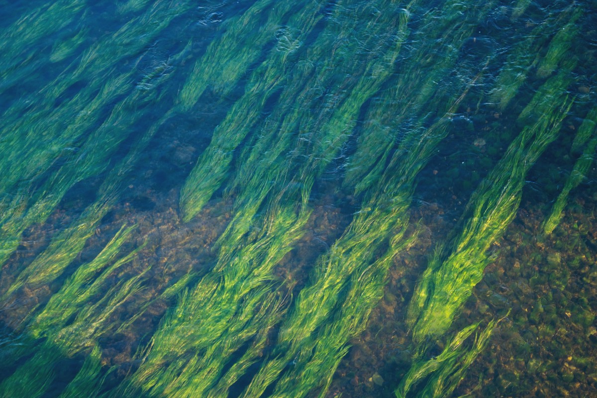 Sunlit seagrass meadow viewed through shallow water